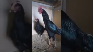 Бойцовый петухи