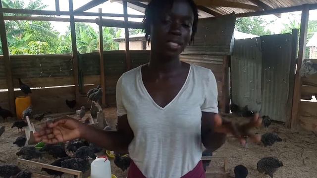 How To Start A Poultry Farm | What You Need To Start A Poultry Farm | Qualities Of A Poultry Farmer