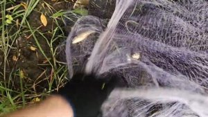 Ловля карася на кастинговую сеть.