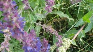 Как выглядит шалфей на поле