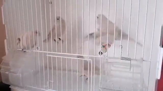 Самки сатинет смотреть онлайн