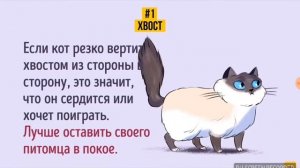 Как научиться понимать кошачий язык?