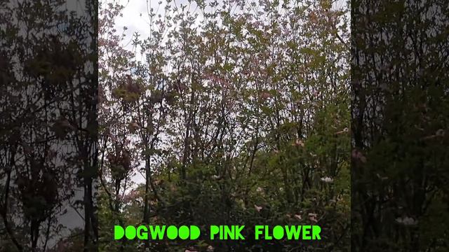 Variety of spring flowers 💐 😍 смотреть онлайн