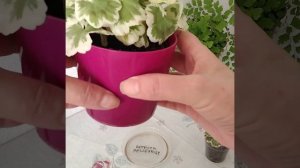 #125 Пестролистные пеларгонии, любимый ЭКСКАЛИБУР и Warrenorth Platinum