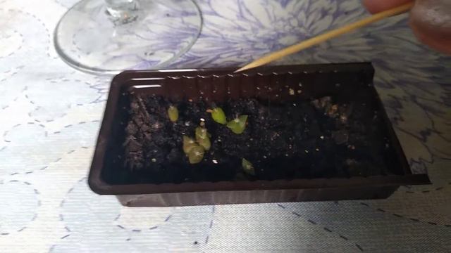 Пикирую кактусы🌵 с появлением первых колючек 👌🤗✔️#ВиленаЦветкова
