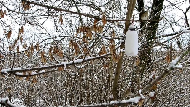 Зимующие городские птицы/ Наблюдение за птицами/Фотоохота/#birdwatching