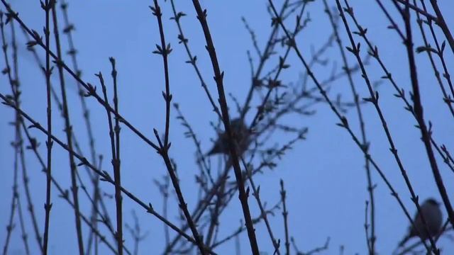 Sony FDR X100 смотреть онлайн