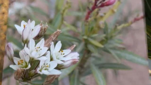 Canon A3150is (A3100is) Test смотреть онлайн