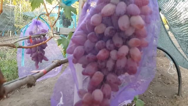 Виноград. Байканур.  Иллария. Клеопатра. Дубовский розовый.  Барон. Спонсор.