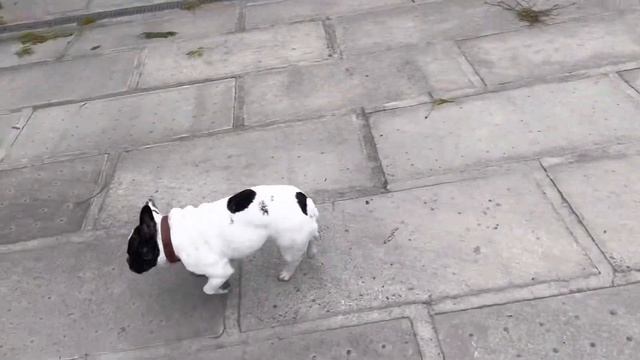 Семья французских бульдогов смотреть онлайн