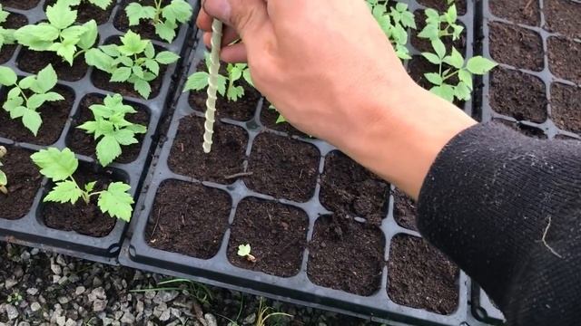 Укоренение крапивки малины смотреть онлайн