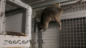 Гигантские крысы из Африки. Giant rat from Africa