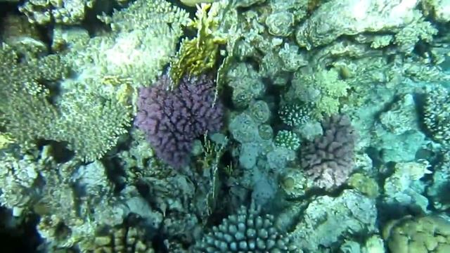 Рыба Хирург, кораллы и Лена смотреть онлайн