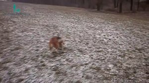 Мастерство и чутьё гончей!