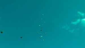 Полет галубей Николаевские и Кировоградские