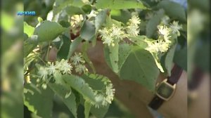 Живая природа (липа)