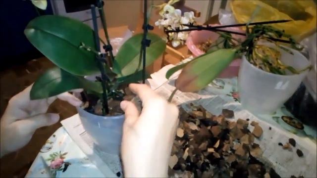 Пересаживаю орхидеи . смотреть онлайн