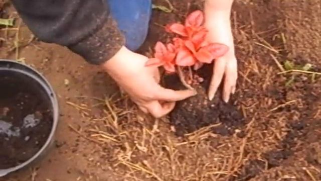 Посадка рододендронов осенью.