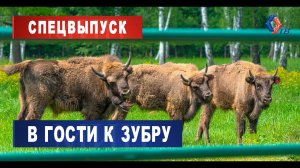 СПЕЦВЫПУСК! Последние дикие быки Европы: как мы съездили в гости к зубру Муугле