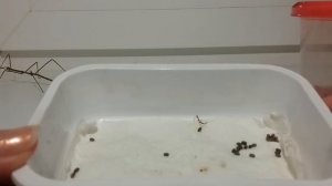 Инкубация яиц аннамских палочников