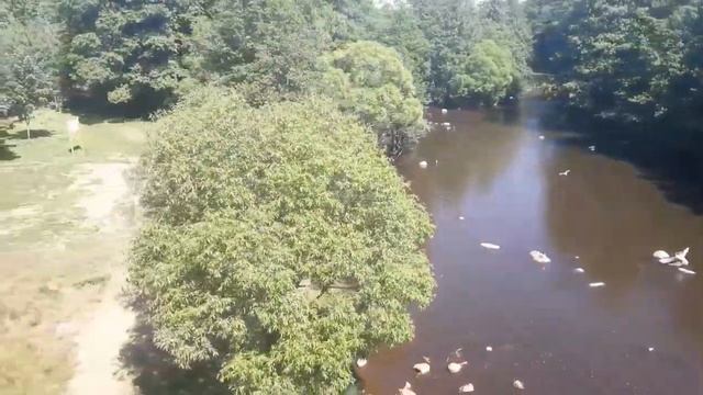 Влог 26 - Поездка на пляж "Сестрорецкий Курорт" | ловим торжовки | много чаек смотреть онлайн