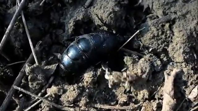 Майка обыкновенная Meloe proscarabaeus