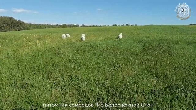 Настоящая жизнь в Карелии! Где лучше всего проводить лето? - конечно с самоедами на даче! смотреть онлайн