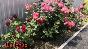 Розы?/Ангела/ Бенджамин Бриттен/Братья Гримм/Пр-ца Александра оф Кент/Декор Арлекин/ и др.