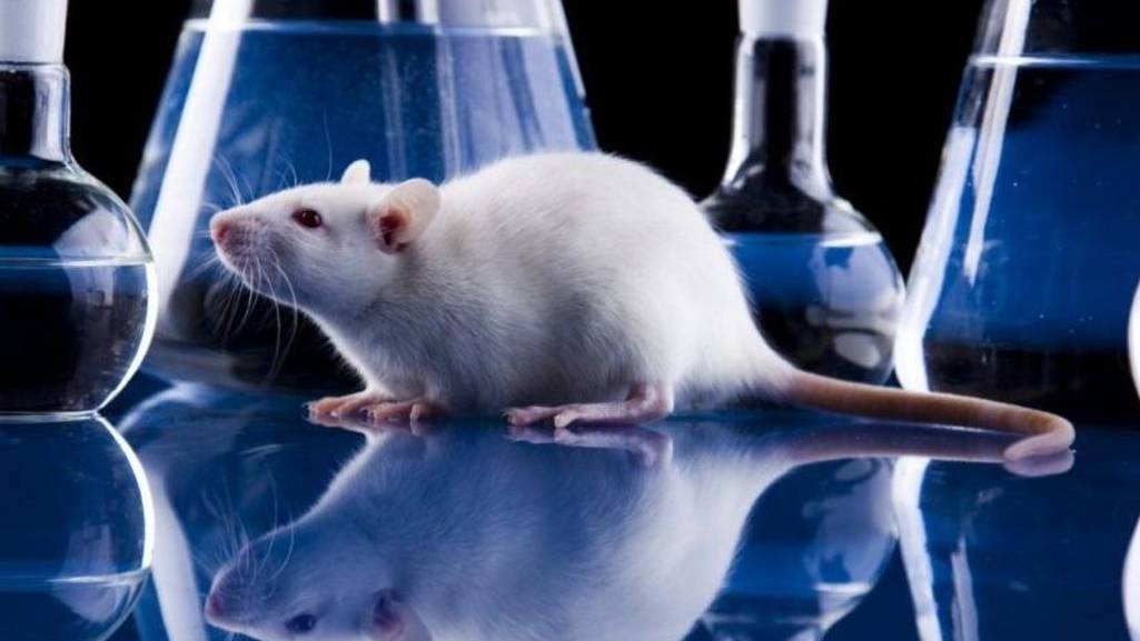 Вредный мышонок смотреть онлайн