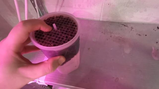 МИКРОЗЕЛЕНЬ ПОДСОЛНЕЧНИКА - КАК ПОСАДИТЬ, КАК ВЫРАСТИТЬ, КАК САЖАТЬ - ПОДСОЛНЕЧНИК НА МИКРОЗЕЛЕНЬ смотреть онлайн