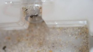 Муравьи бегунки или Cataglyphis aenescens. Распаковка. Пересадка Cataglyphis aenescens. Распаковка.