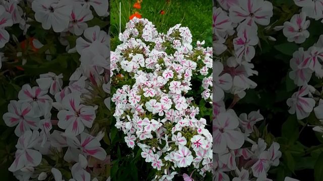 Флокс метельчатый.?(Phlox paniculata)