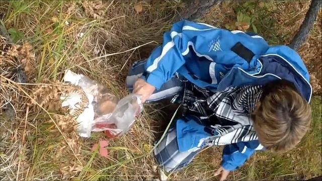 Гармония с природой груздь