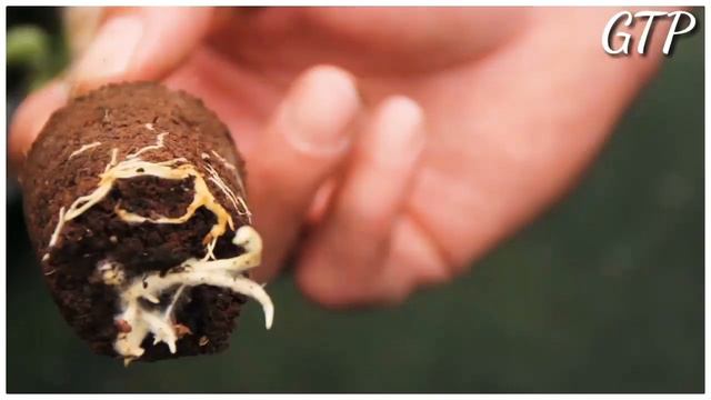 THE BOUGAINVILLEA FACTORY смотреть онлайн