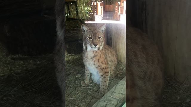 Рысь в зоопарке Санкт- Петербурга.Linx in the zoo of St. Petersburg.