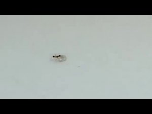 Муравей попытался украсть бриллиант из ювелирного магазина.