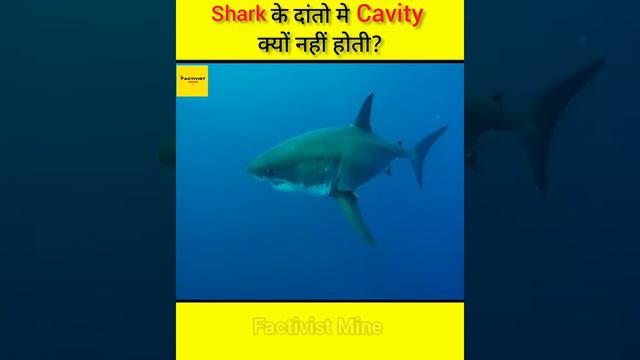 Shark के दांतो मे Cavity क्यों नहीं होती?|🤯😱|Why Do Shark Have No Cavity In Their Tooth?|#short