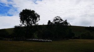 Как в Ирландии бордер-колли пасет стада овец