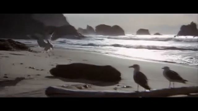 "Чайка по имени Джонатан Ливингстон". Автор Ричард Бах смотреть онлайн