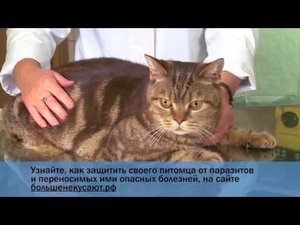 01 Как правильно использовать капли от блох и клещей сайт