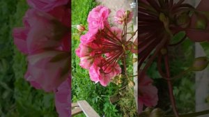 Пеларгония Ю-Сакура