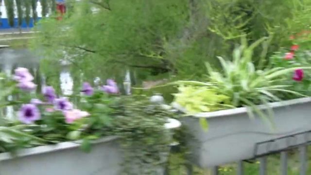 цветущий белгород фестиваль город цветов белгород