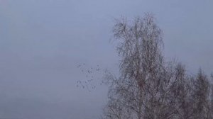 Спортивные голуби тренируем зимой