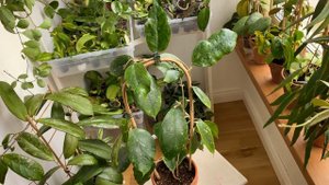 Hoya GPS 7020- начеренковала все растение, что их этого вышло?!