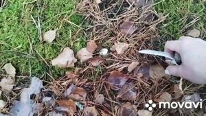 11 ноября опять грибы