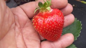 Клубника Азия продолжает удивлять
