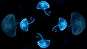 МЕДУЗА видео для голографической 3D пирамиды
