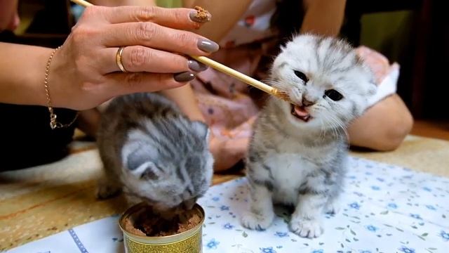 Приучаем к корму.