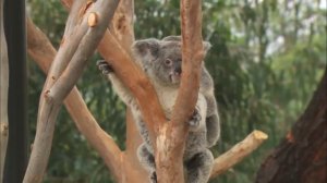 Коалы с малышами