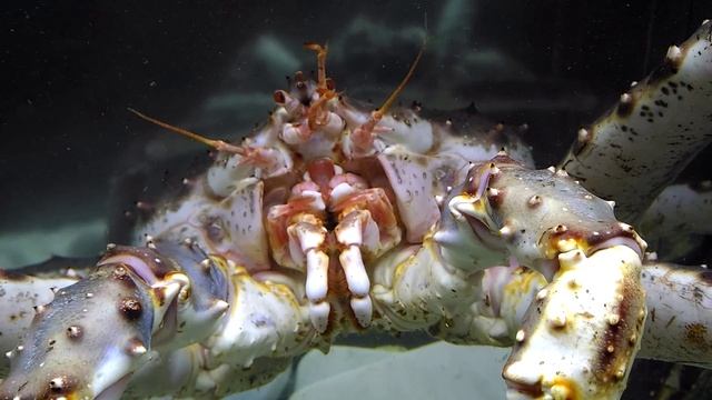 Камчатский краб крупным планом... смотреть онлайн